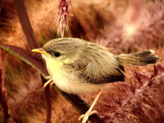 close up of a bird on a branch