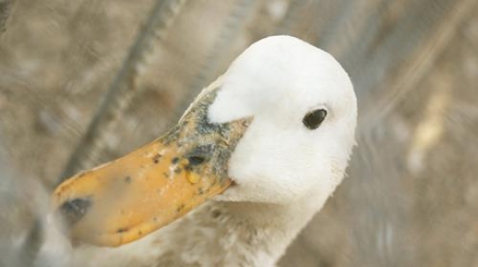close-up image of white duck