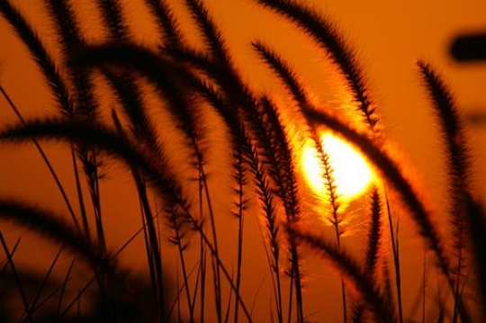 sunset grown wheat flower