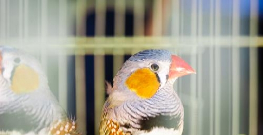 bird in cage at the birds market in amman downtown,jordan