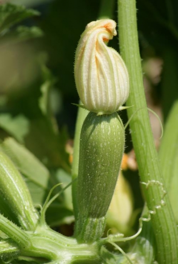 zucchini close up