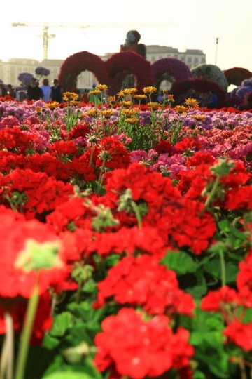 field of red flowers in an open area