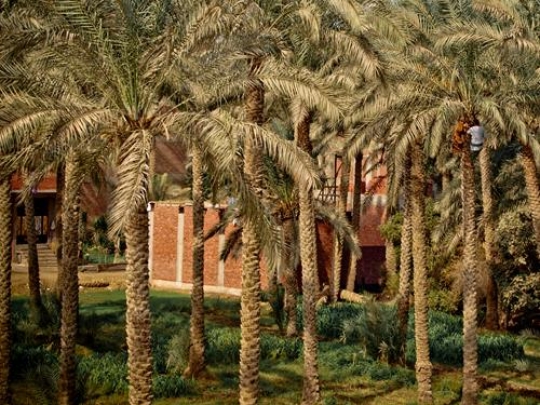 Palm trees in egypt