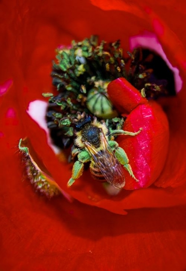honey bee collecting pollen on the red flower
