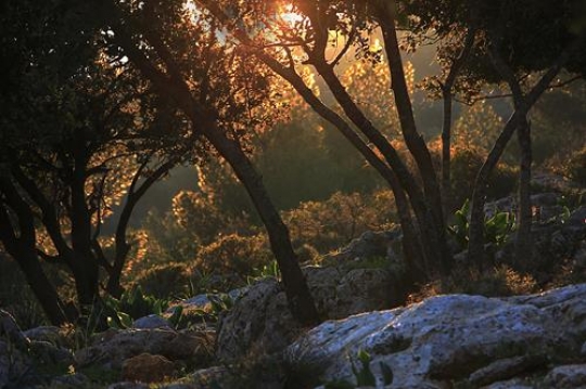 rocks around a trees