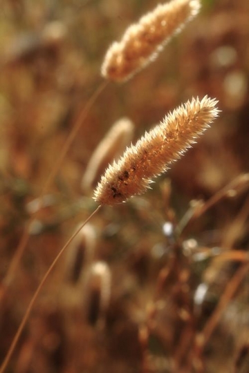 wheat harvest closeup