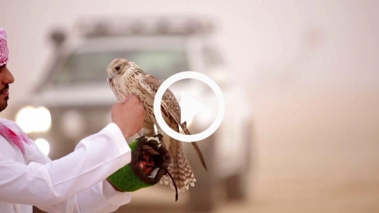 Young man caressing chest of falcon