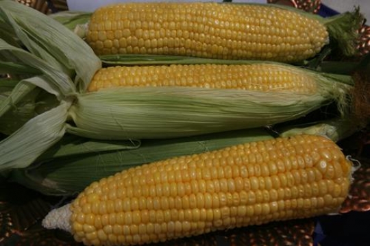 fresh corn