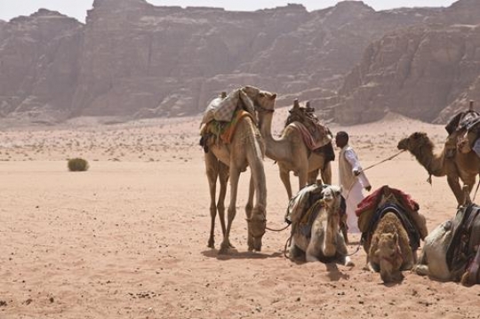 camels in wadi rum desert in jordan waiting for a ride