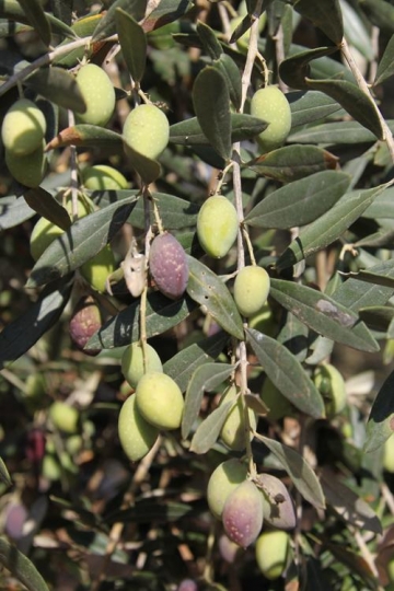 olives treey