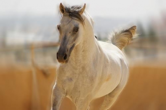 running white horse,outdoor
