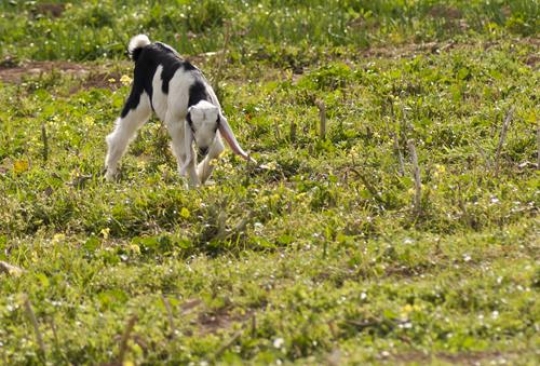 goat in green field 