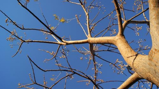 dead tree branches against blu