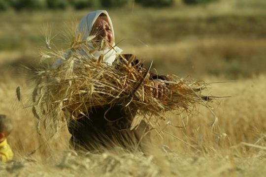 Woman and Wheat spikes
