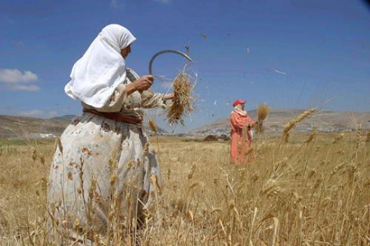 Woman and Wheat spikes