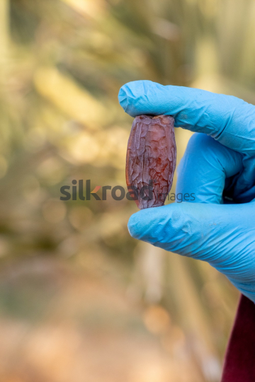 Date Harvest (51)