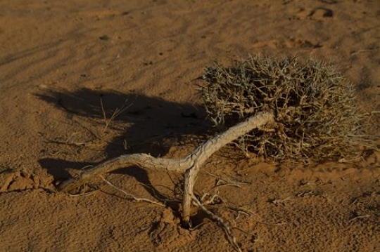 bending tree in wadi rum desert,jordan