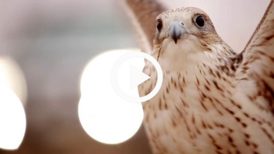 Close-up of falcon