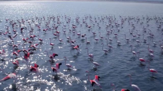 Kuwait Flamingo|-