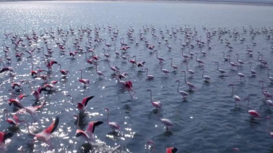 Kuwait Flamingos|-
