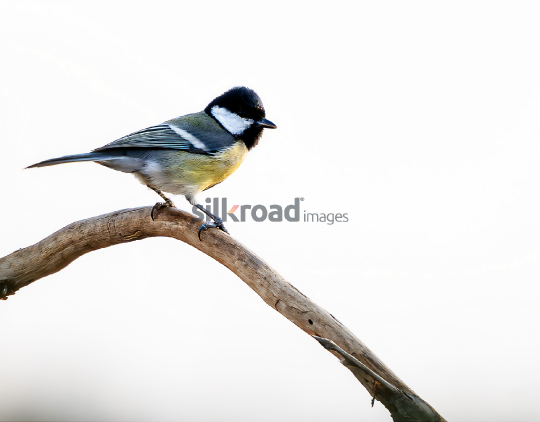  Close-Up of a Great Tit Bird in Jordan