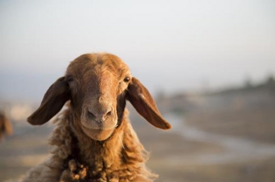 goat