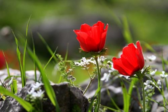 anemonesy