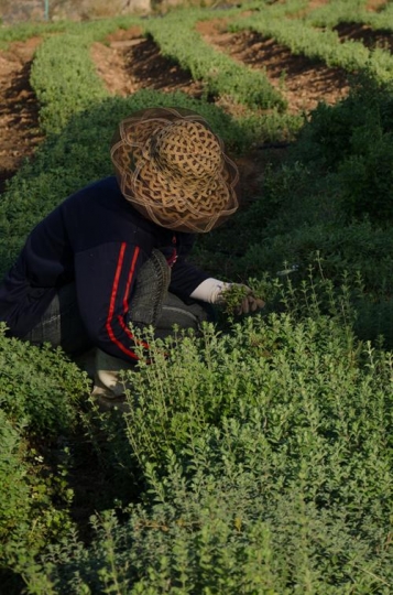 image of peasant working on th