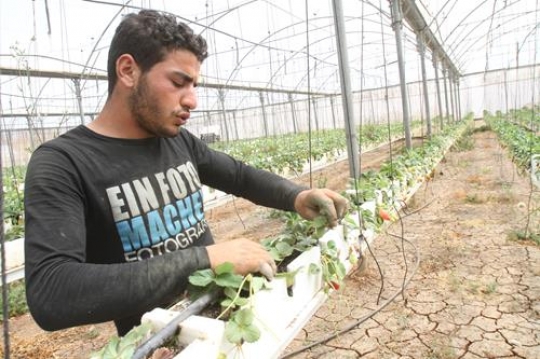 Greenhouses