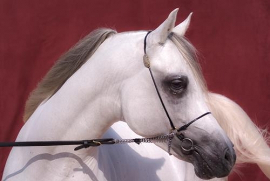 Portrait of Arabian bay horse 