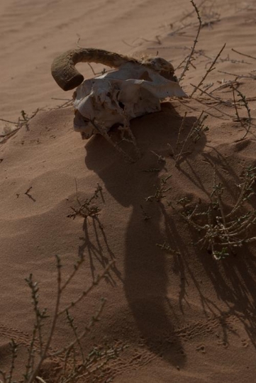 wadi rum desert
