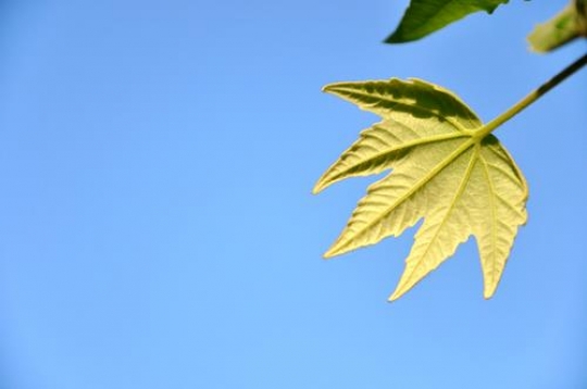 Green Leaf