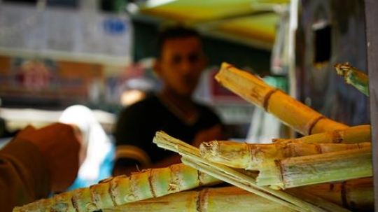 sugar cane