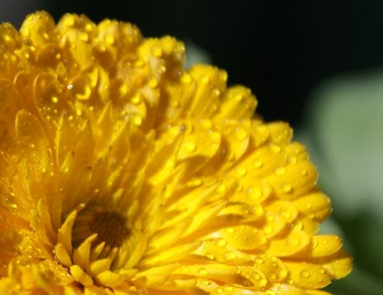 close up of a yellow daisy with dew