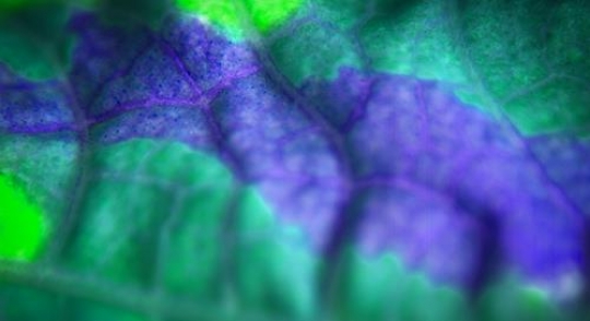 - Colored Leaf