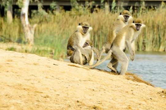Wildlife View