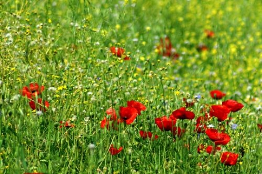 an anemone field 