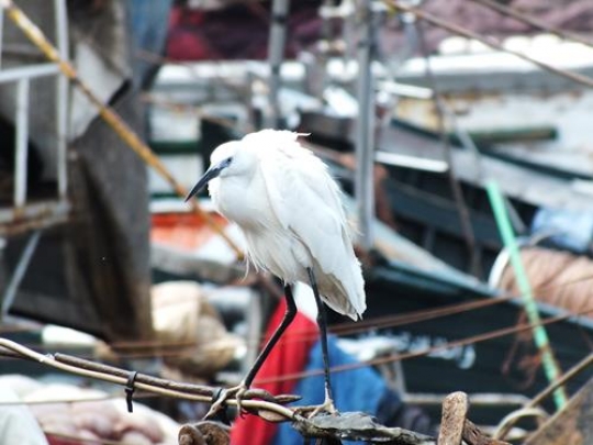 snowy egret on casablanca seaport