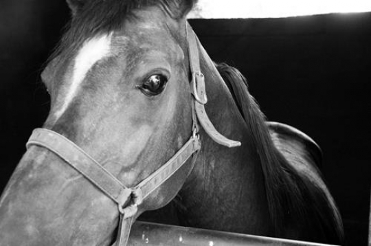 Arabian Horse