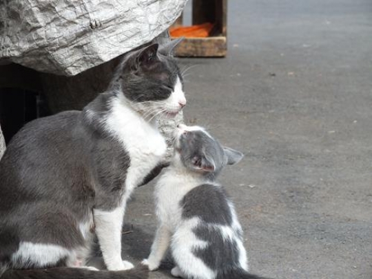 little cat with mother