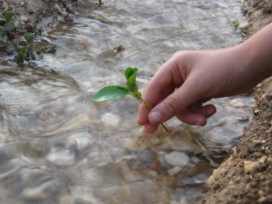 stream of hope