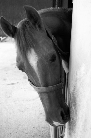 Horse Beauty