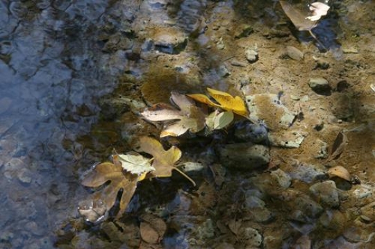 fallen fig leaves