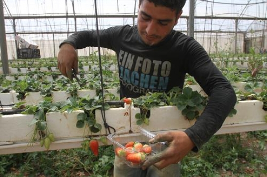 Picking strawberry