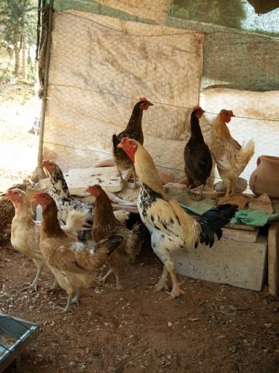 Chicken Coop