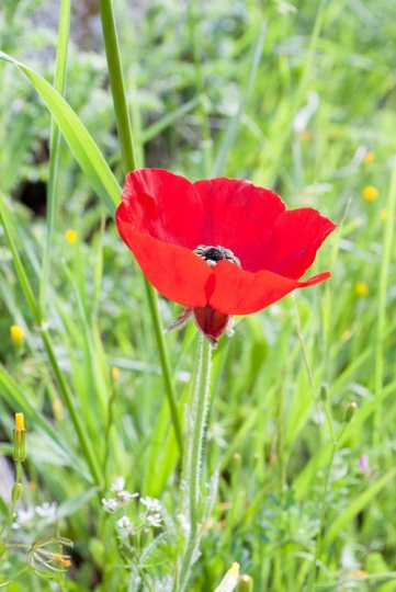 an image of a green field with red anemones