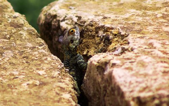 rock agama,jerash