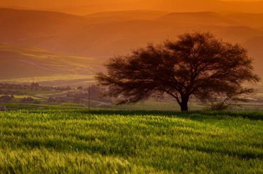 field landscape with trees at 