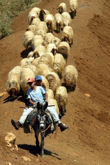 shepherd
