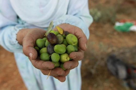 handful of olive